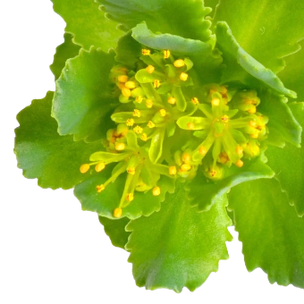 Image of Rhodiola Rosea